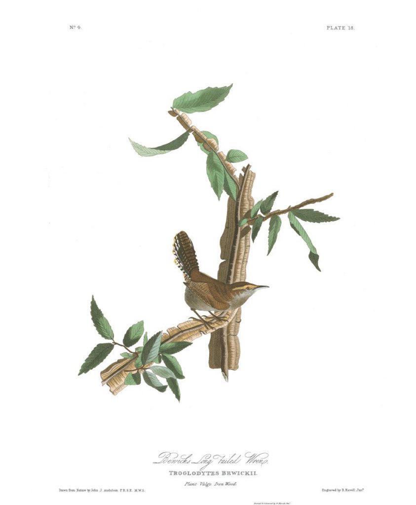 Bewick's Wren by John James Audubon, Plate 18 in his Birds of America