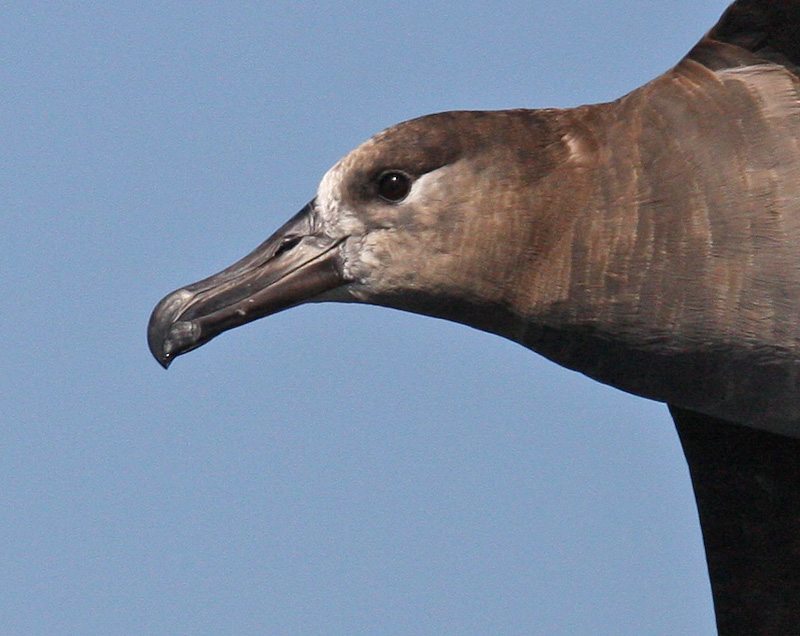 Black-footed Albatross by Glen Tepke