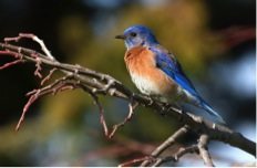 Western Bluebird in Alameda, by Rick Lewis
