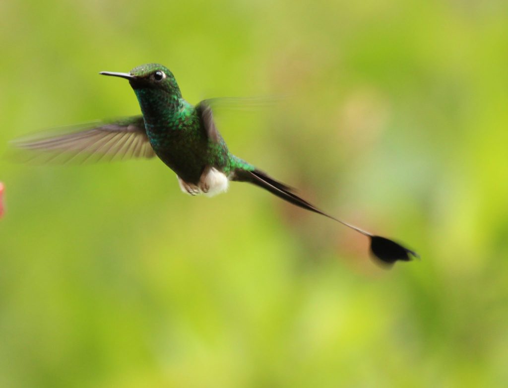 Booted Racket-Tail, by Krista Jordan