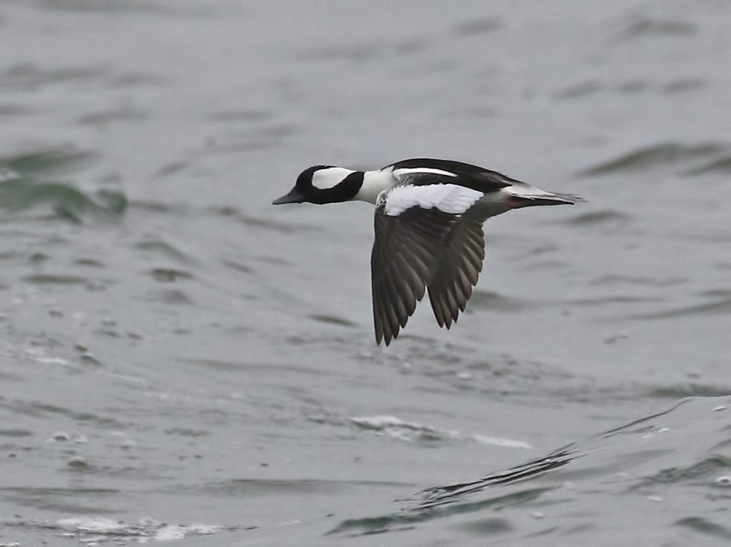 Bufflehead, viewed from the water by the South Boat count team, by Glen Tepke