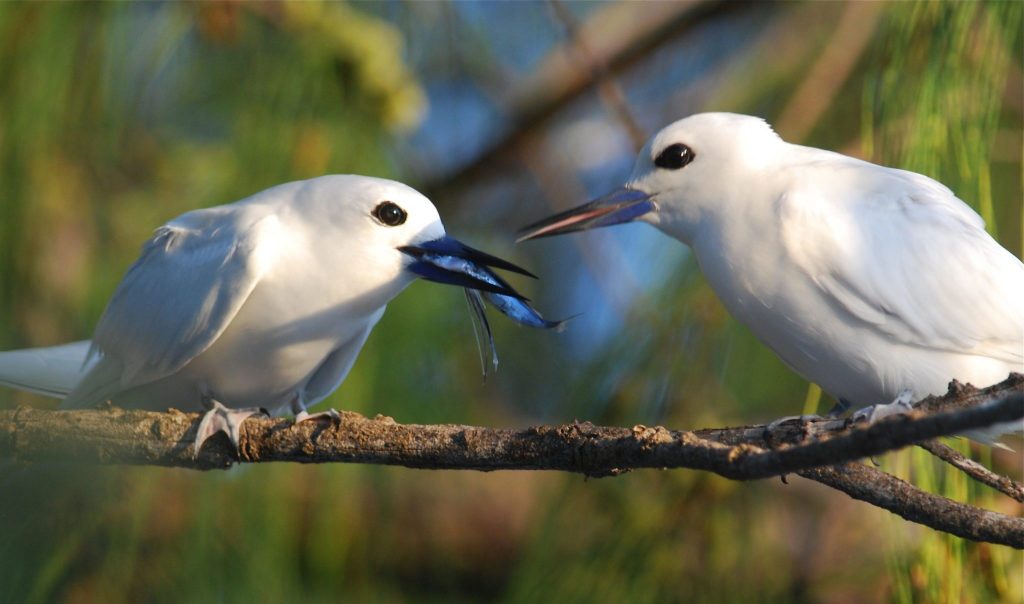 White Terns, by Mark Rauzon