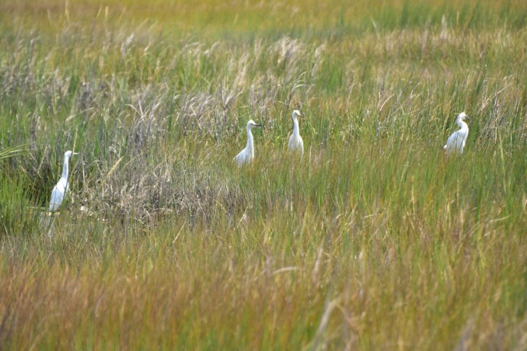 Four released Snowy Egrets in the marsh / Photo by Tom Bennett
