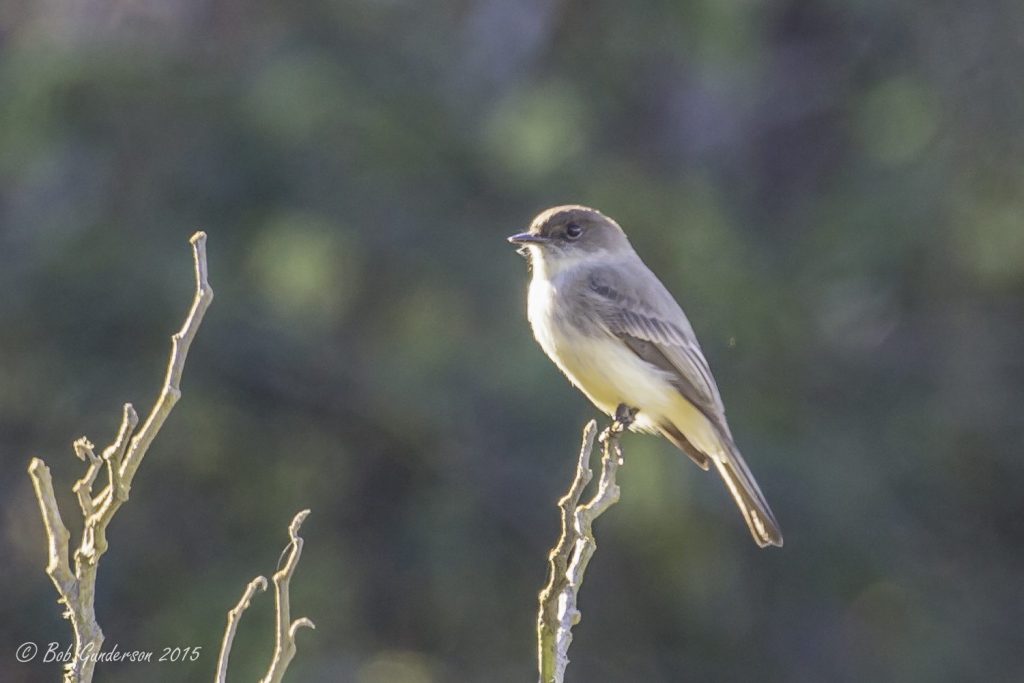 Eastern Phoebe at the SF Zoo, by Bob Gunderson