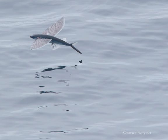 Flying Fish - a great sight but not one for the Big Year list. Photo by Matt Victoria