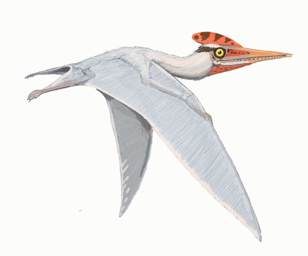 Quetzalcoatlus and Other Giant Pterosaurs were Short-Range Flyers