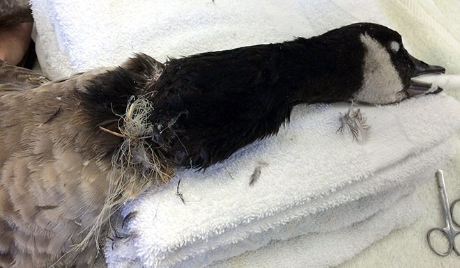 Canada Goose with monofilament around its neck, anesthetized for surgery last week. International Bird Rescue surgically removed the microfilament and treated the deep lacerations it caused.  Photo by International Bird Rescue.