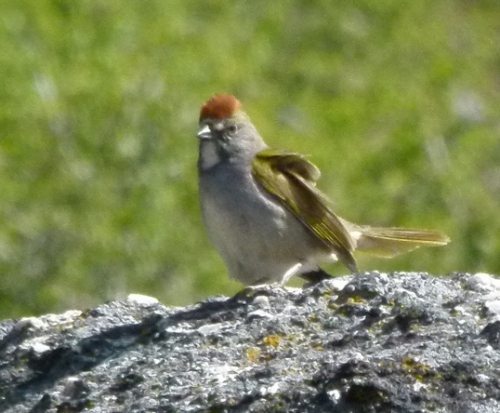 Green-tailed Towhee by Harry Fuller