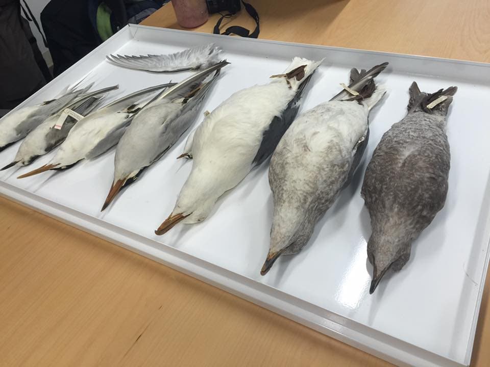 Gull and tern specimens from the California Academy of Sciences collection, by Krista Jordan