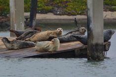 Harbor Seals in Alameda, by Richard Bangert