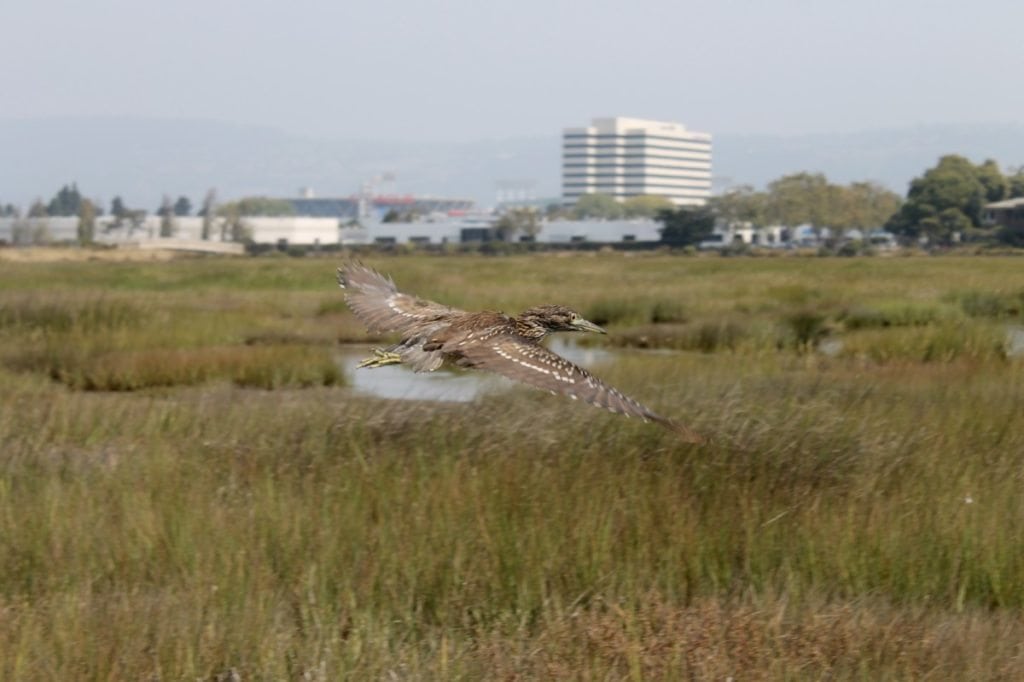 Released night-heron flies out into the marsh / Photo by Ilana DeBare