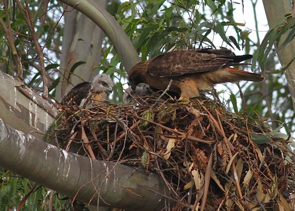 Two redtail nestlings and mother in nest in 2011 / Photo by Mary Malec