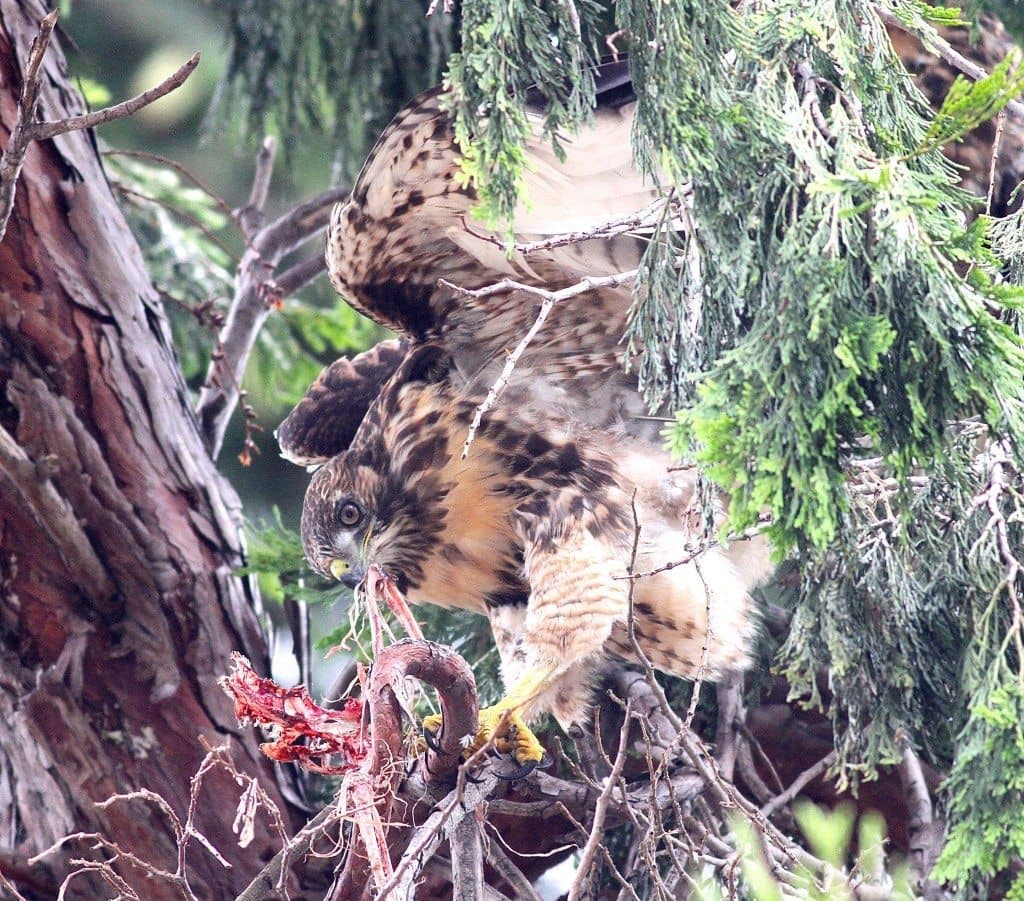 One of this year's redtail fledglings, eating a gosling / Photo by Mary Malec