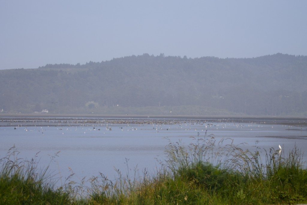 Birds and mudflats of Bolinas Lagoon / Photo by Ilana DeBare