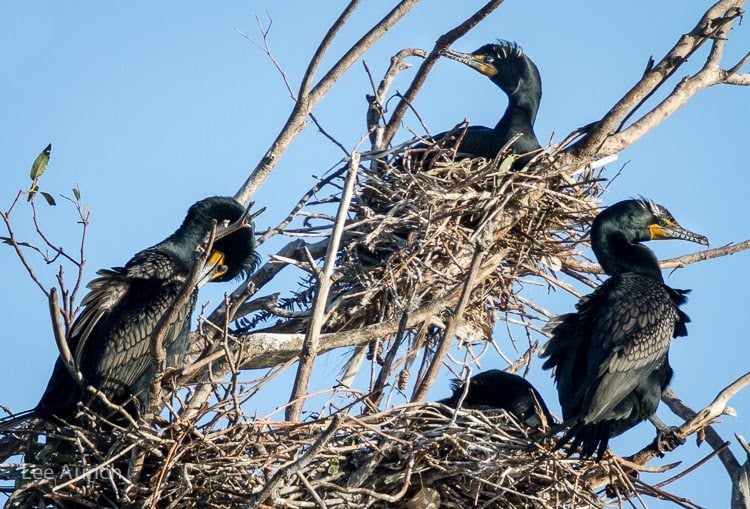 Nesting cormorants at Lake Merritt / Photo by Lee Aurich