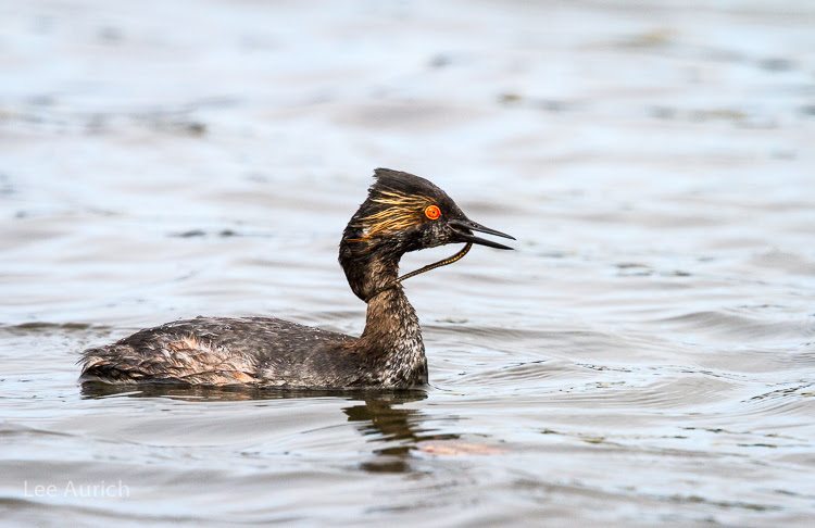 Eared Grebe in breeding plumage with a pipefish at Lake Merritt / Photo by Lee Aurich