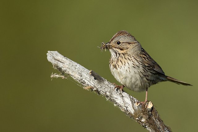 Lincoln's Sparrow / Photo by Bob Lewis