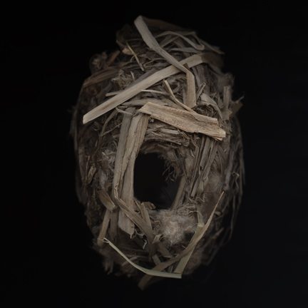 Marsh Wren nest by Deborah Samuel