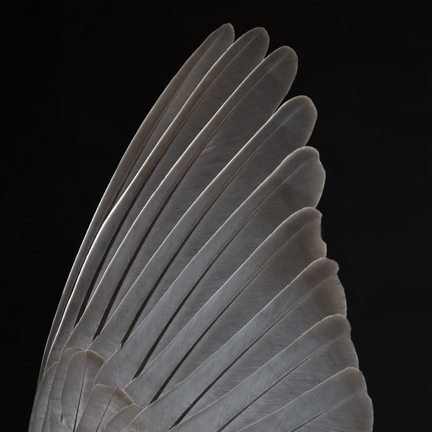 Mourning Dove by Deborah Samuel