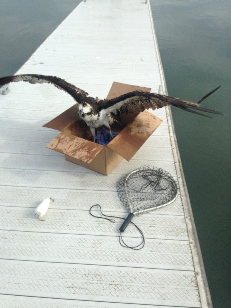 Osprey prepares to leave box after rescue. Photo by Nina Marie.