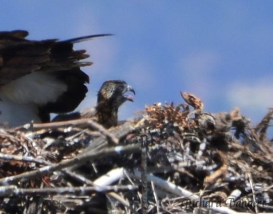 Osprey chick in nest