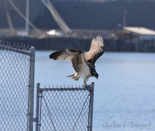 Two-month-old osprey lands on fence that keeps people from approaching the nest site.