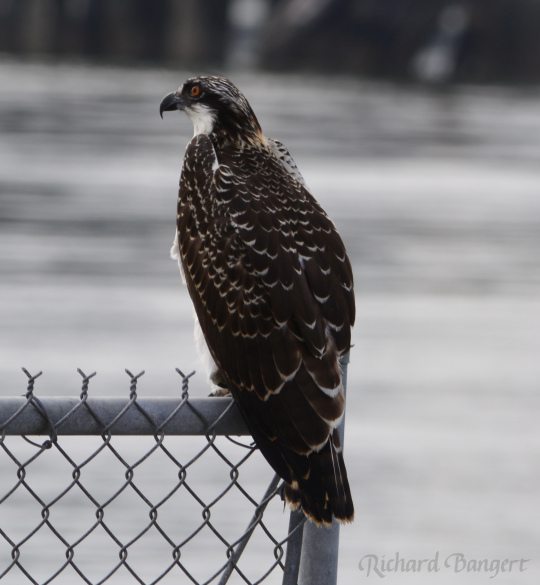 Two-month-old Osprey on protective fence near nest site at Alameda Point, 2016.