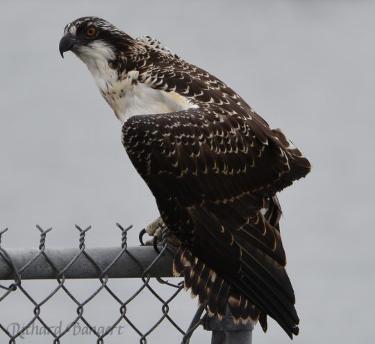 Young Osprey on the protective fence