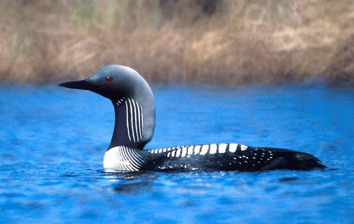 Pacific Loon in breeding plumage / Photo by Tim Bowman, USFWS