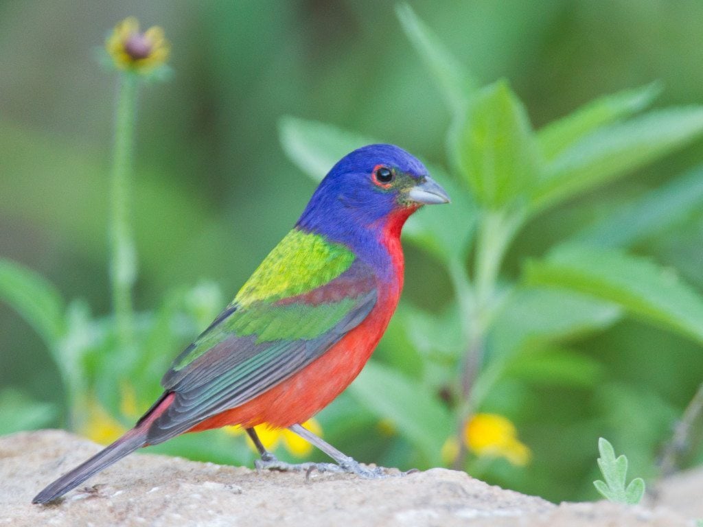 Painted Bunting / Photo by Dan Pancamo (Creative Commons)