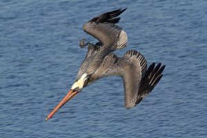 Brown Pelican by Rick Lewis