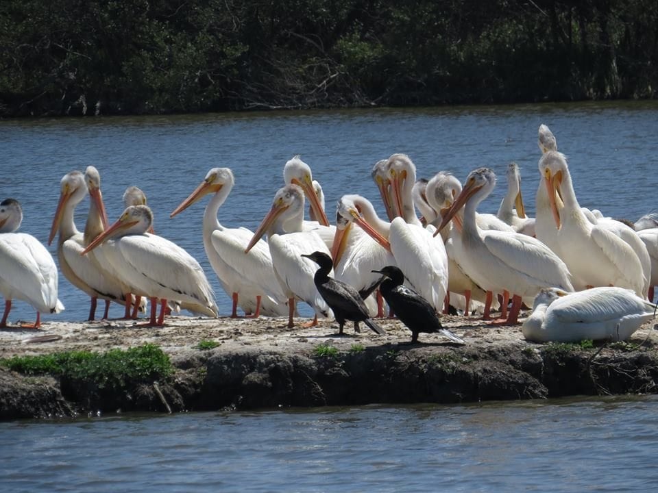 White Pelicans at Coyote Hills / Photo by Pamela Llewellyn