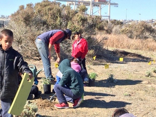 Anthony DeCicco helps Eco-Education students plant native plants at Pier 94, by Paulin Grant