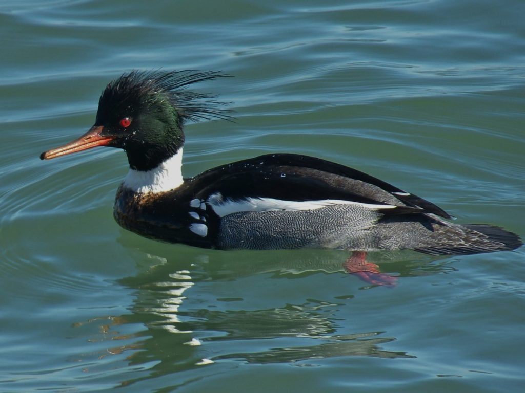 Red-breasted Merganser at Crissy Lagoon