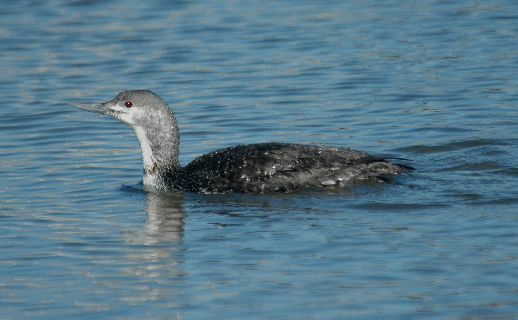 Red-throated Loon at Heron's Head Park / Photo by Eddie Bartley
