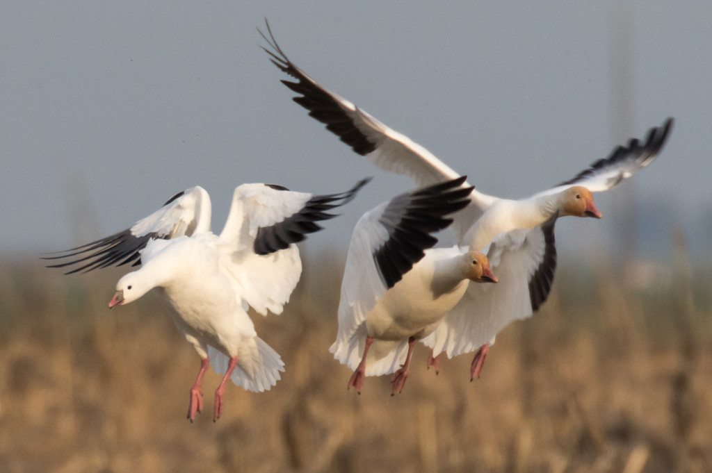 Ross's and Snow Geese by Bob Lewis
