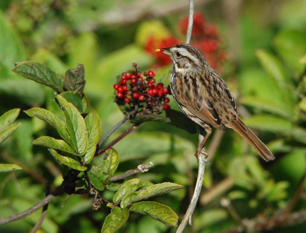 Song Sparrow eating Red Elderberry on Mt. Davidson. Photo by Eddie Bartley. 