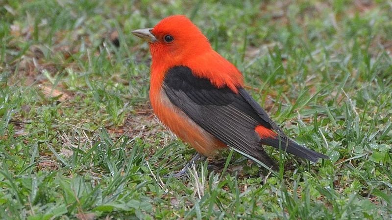 Scarlet Tanager (Wikimedia Commons)