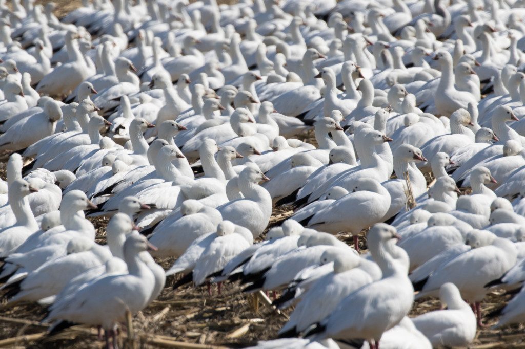 Snow Geese by Bob Lewis