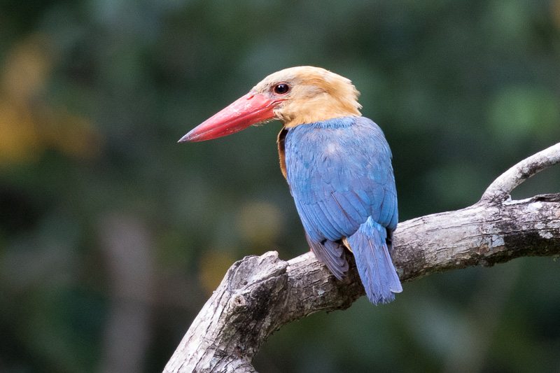 Stork-billed Kingfisher in Borneo, by Bob Lewis