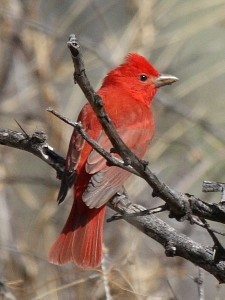Summer Tanager / Photo by Dominc Sherony (Creative Commons)