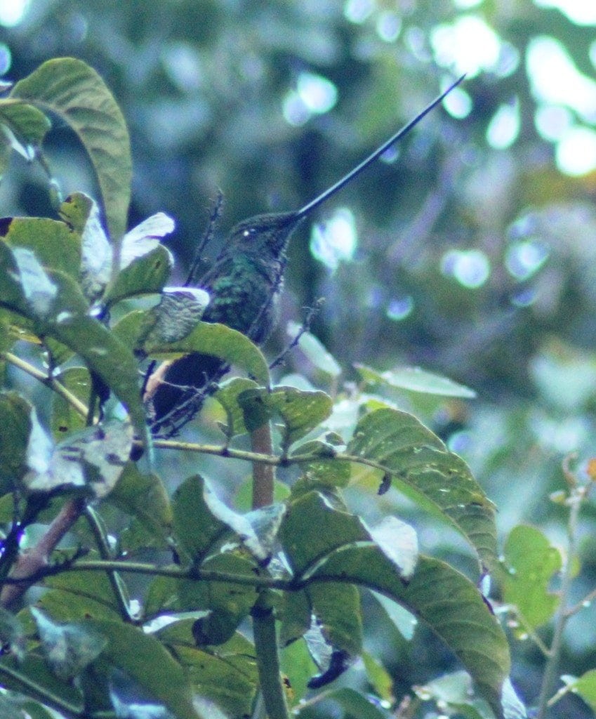 Swordbill Hummingbird by Krista Jordan