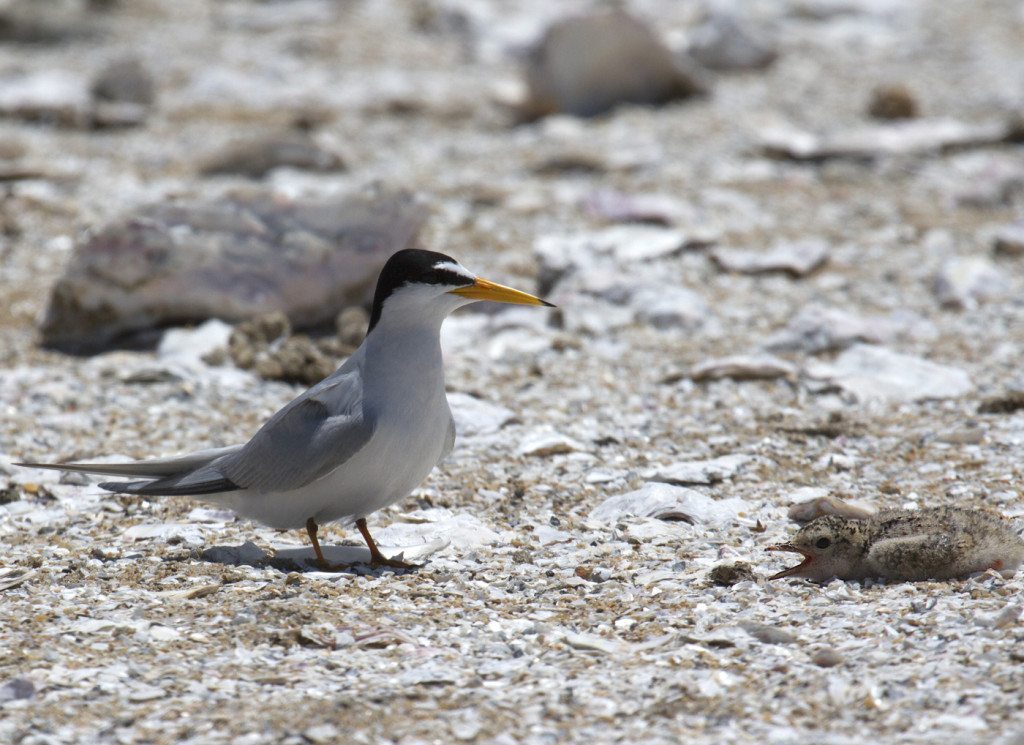 Adult Least Tern and chick / Photo by Rick Lewis