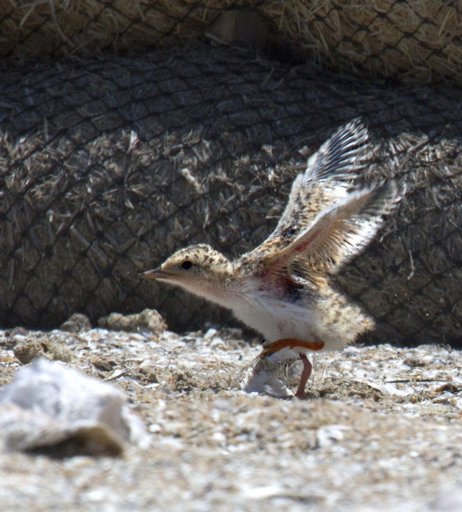 California Least Tern chick / Photo by Rick Lewis