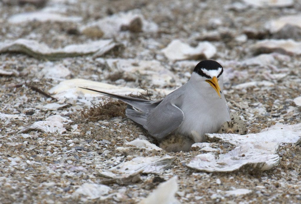 Least Tern on nest with egg and chick / Photo by Rick Lewis