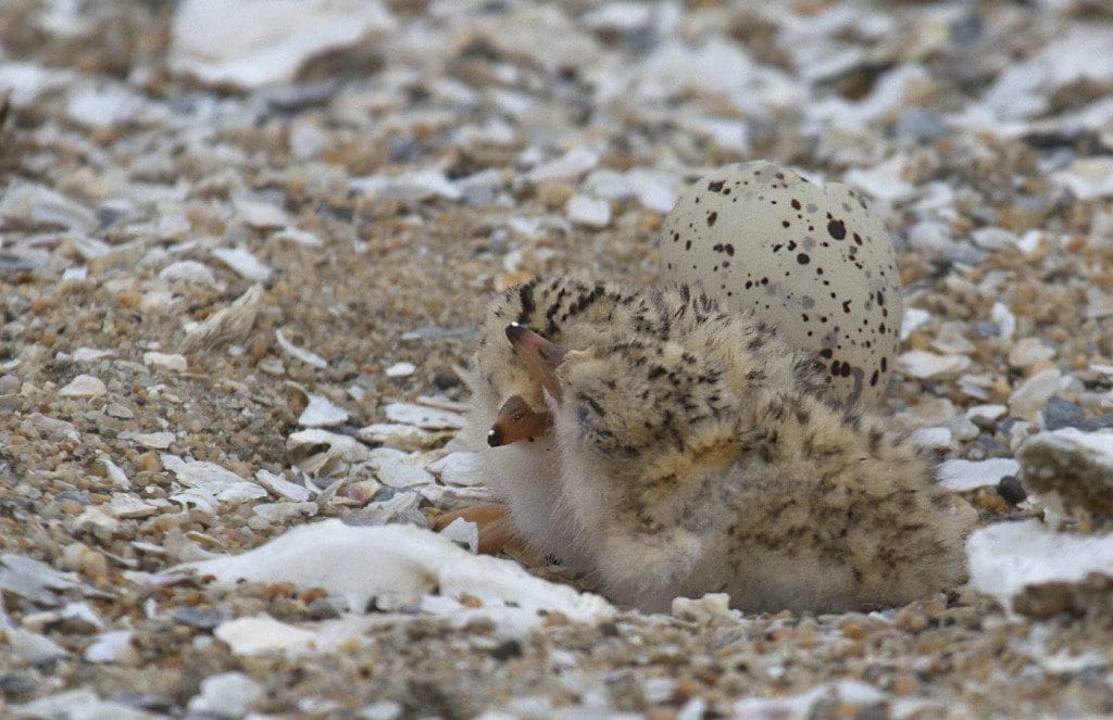 Two Least Tern chicks and egg / Photo by Rick Lewis