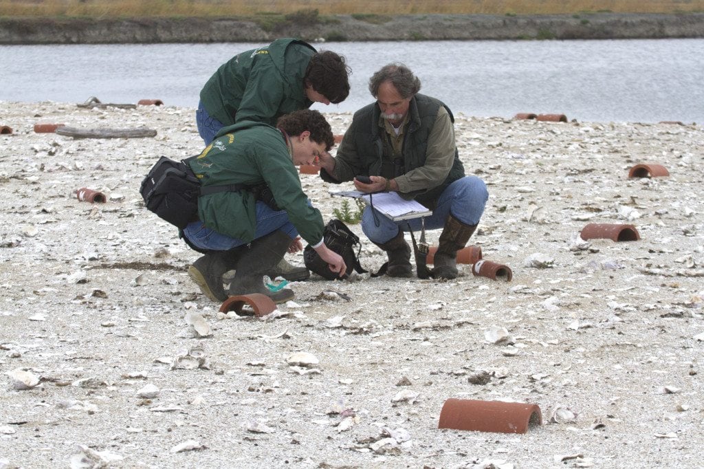 Dave Riensche and park staff collect droppings and feathers to study terns' diet and genetics / Photo by Rick Lewis
