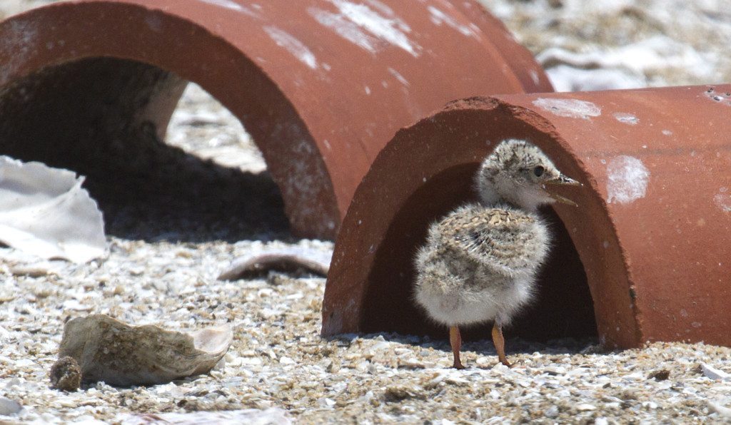Least Tern chick with ceramic shelters / Photo by Rick Lewis