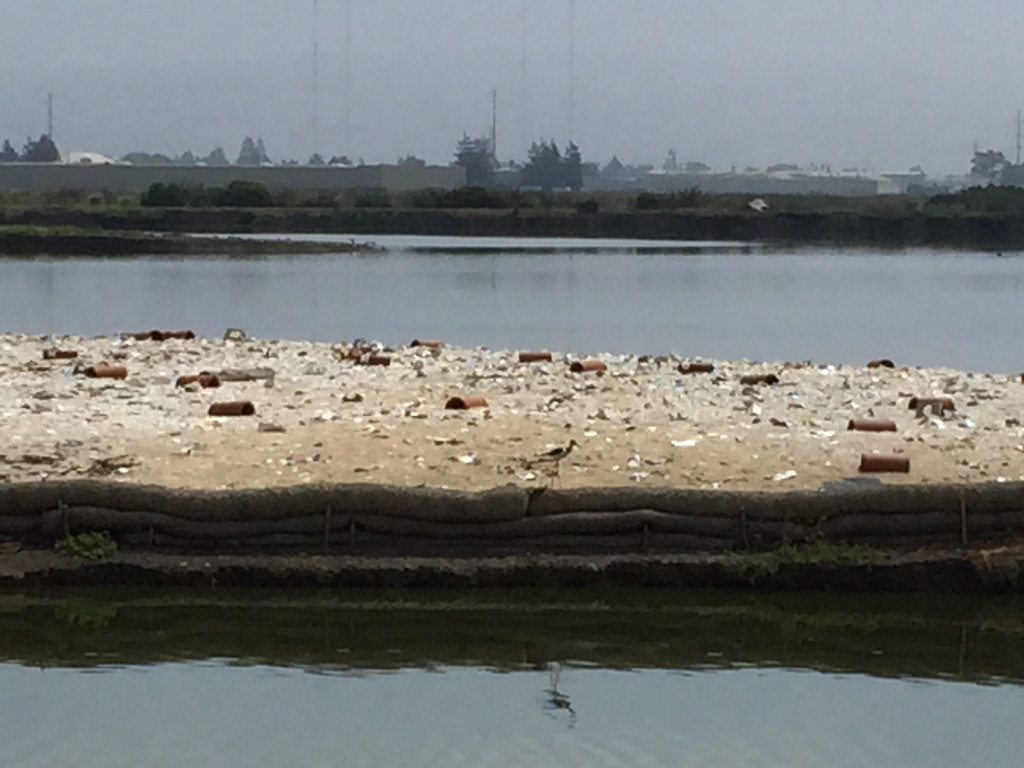 The tern island, viewed from the levee, with a Black-necked Stilt / Photo by Ilana DeBare