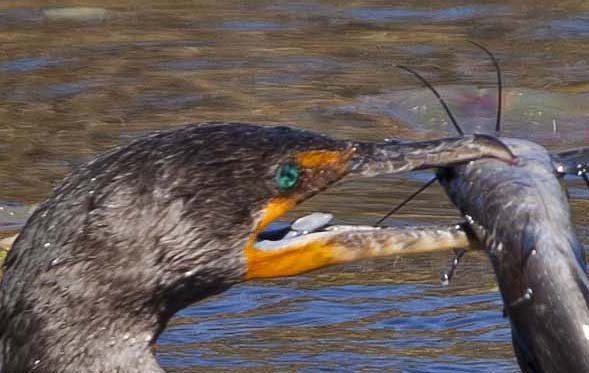 Figure 7: Small, mushroom-shaped tongue of a Double-crested Cormorant. Photo by N. Johnston